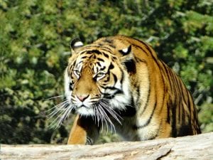 Fota Wildlife Park Tiger